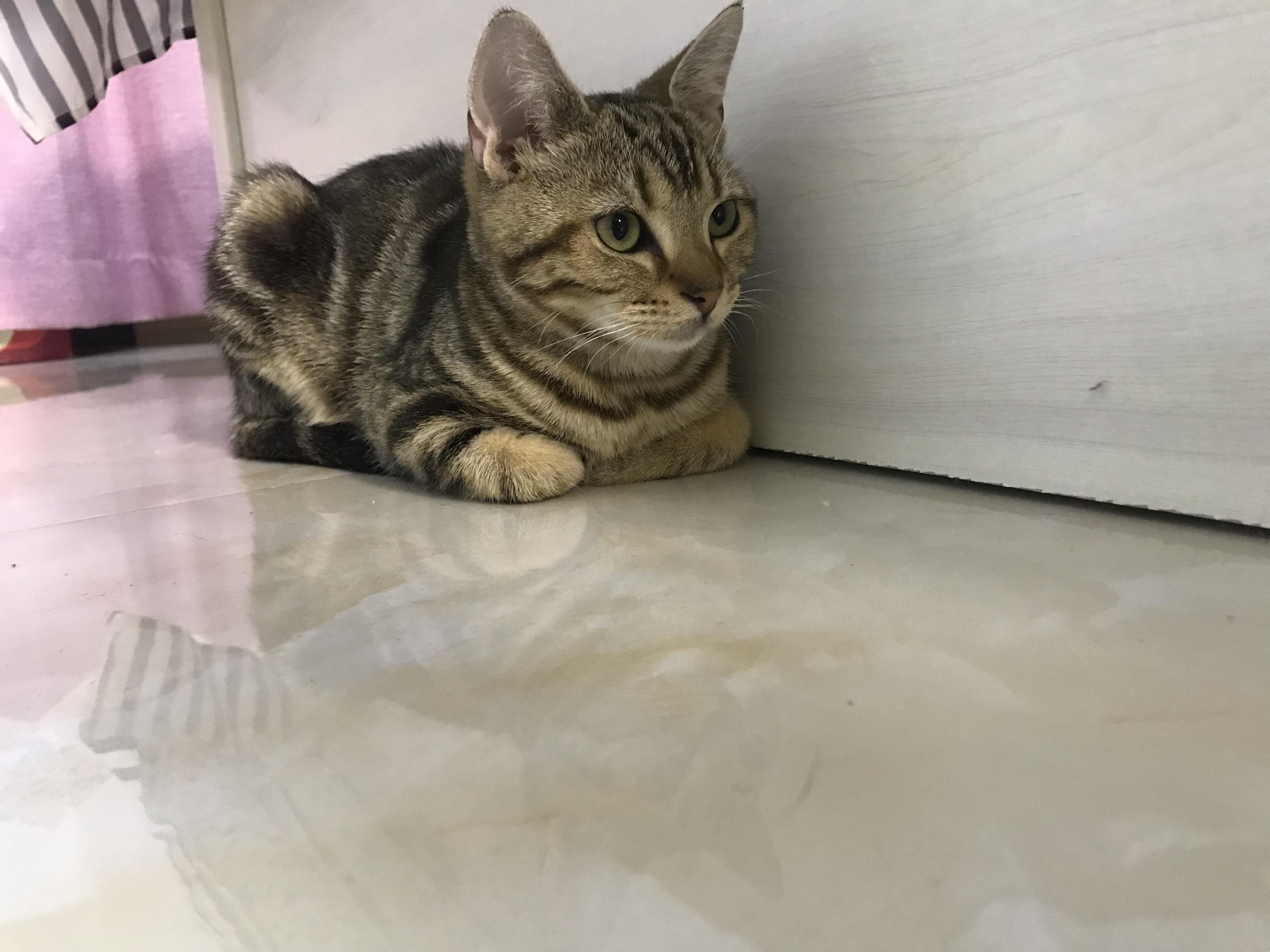 你们的美短金虎斑都怎么样