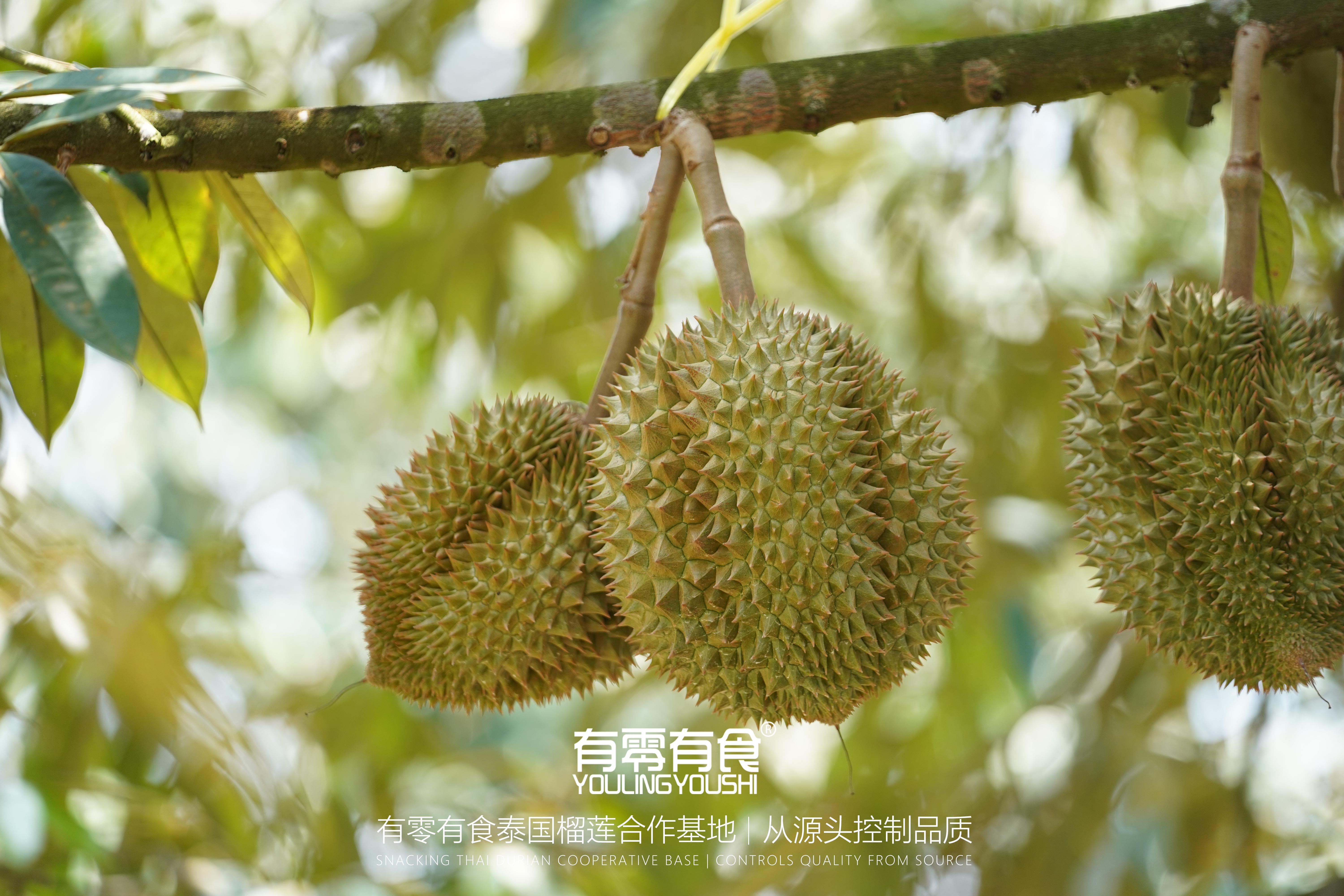 突发奇想水果坏了都会发臭发酸那要是榴莲坏了是不是会更臭了更好吃了