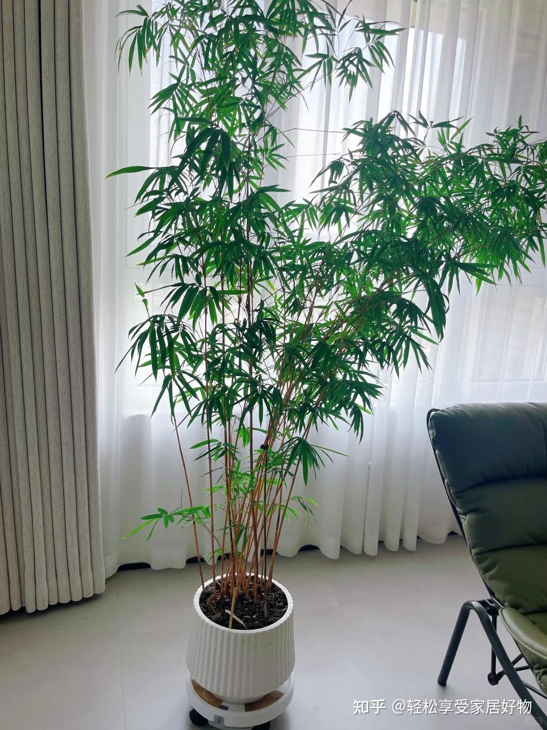 室内绿植推荐:这9种大绿植不仅颜值高,养护还超简单! - 知乎