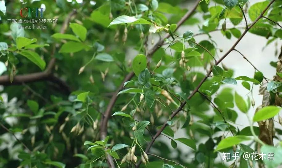 国家Ⅱ级保护濒危珍稀植物：秤锤树 - 知乎