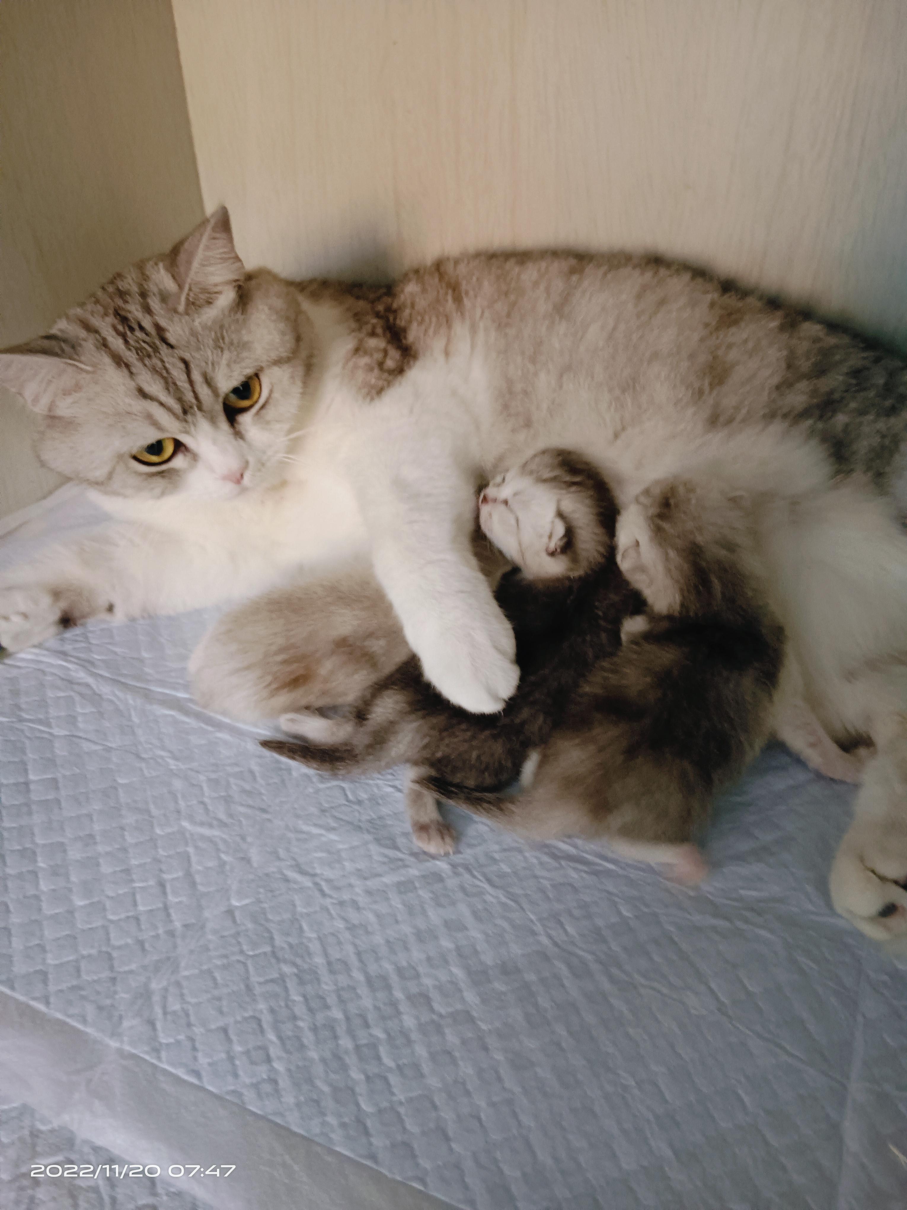 母野猫会在生完猫崽之后一个月内怀孕吗？ - 知乎