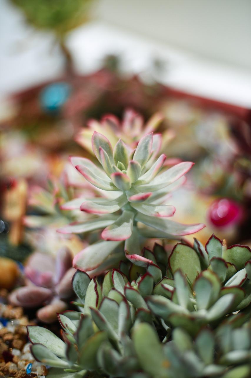 盆栽有虫怎么办