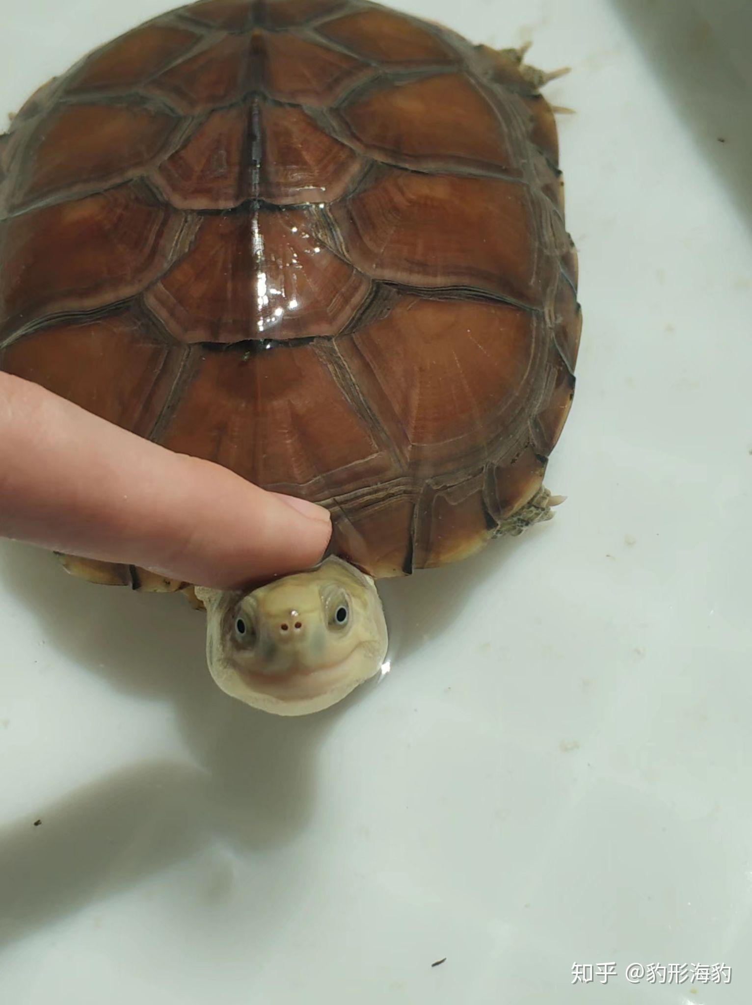 如何饲养黄喉拟水龟? - 知乎