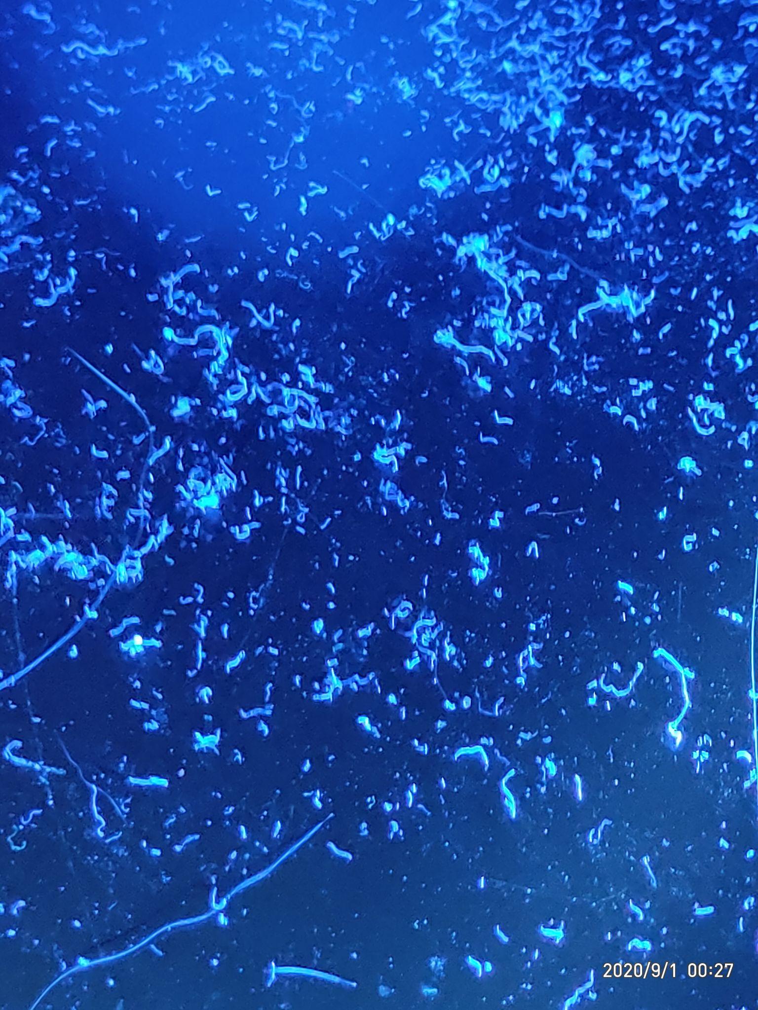 伍德氏灯照射猫咪毛发出现蓝色荧光是什么