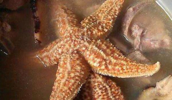 海星突然疯狂入侵青岛胶州湾狂吃蛤蜊海蛎子使养殖户哭晕在海边对此该