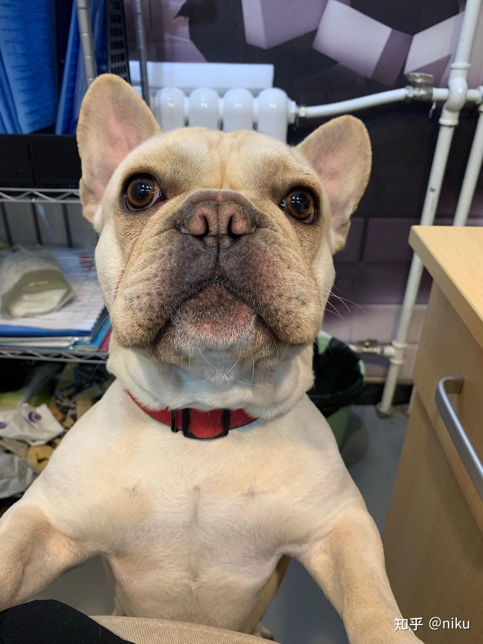 品相不好的法斗长大以后是什么样子的? - 知乎