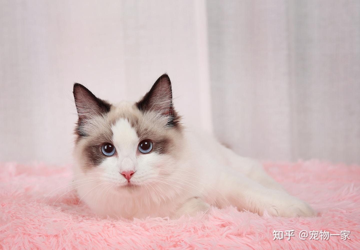 善意提醒：别让布偶猫“上床”睡觉，否则有这些后果- 知乎