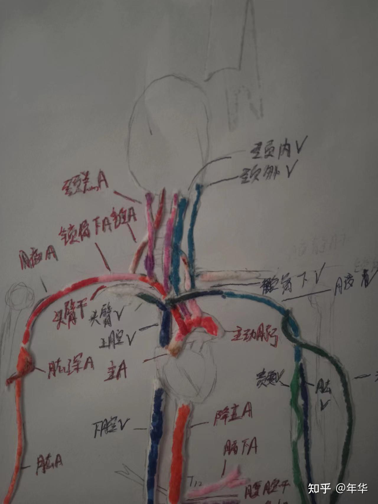 梳理人体主要动静脉(一) - 知乎