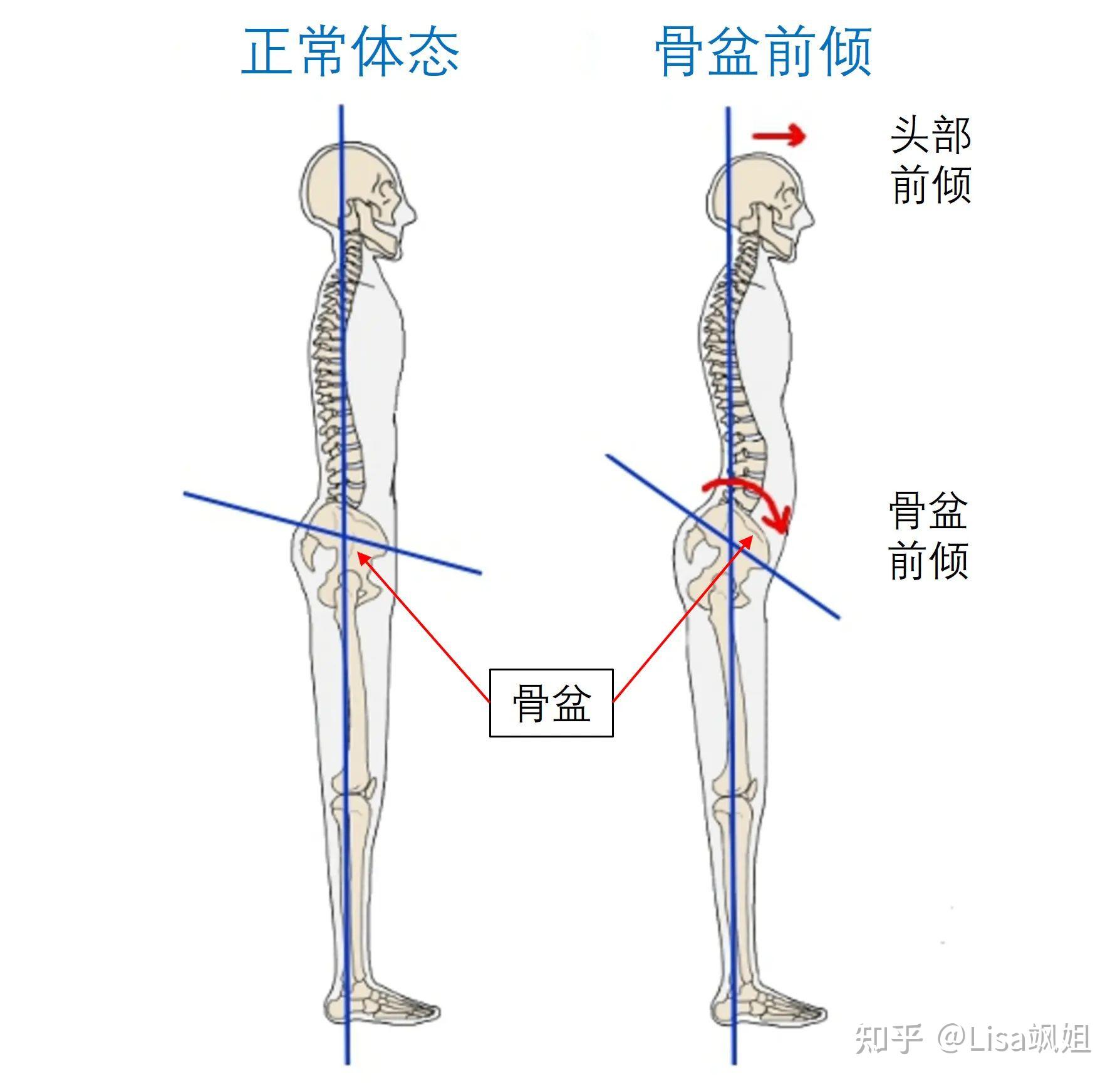 三角骨的位置图片图片