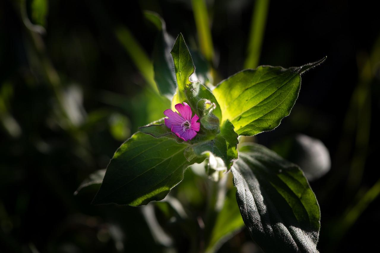 后桃林发生了什么