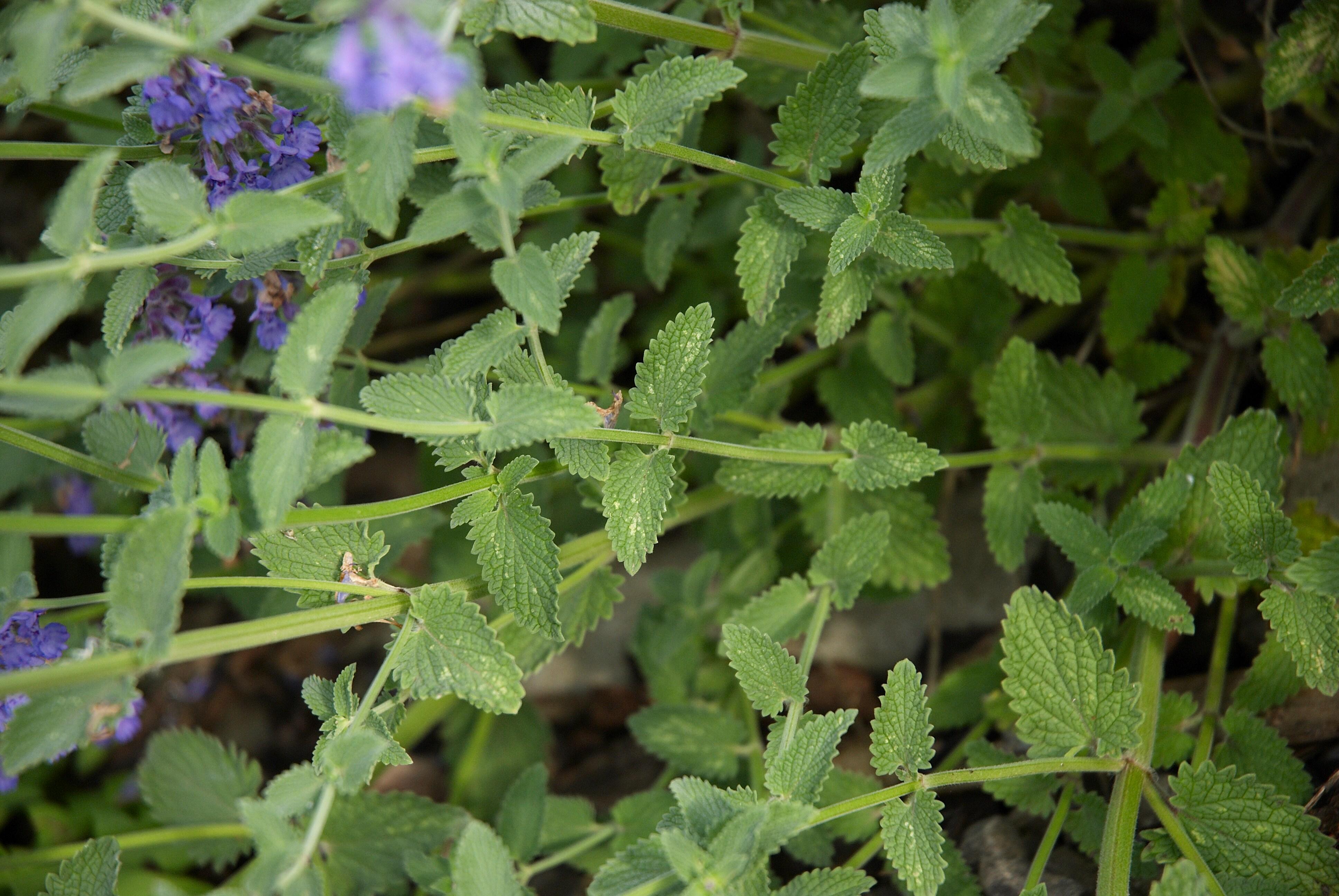 猫薄荷是什么味道,好吃吗? - 知乎