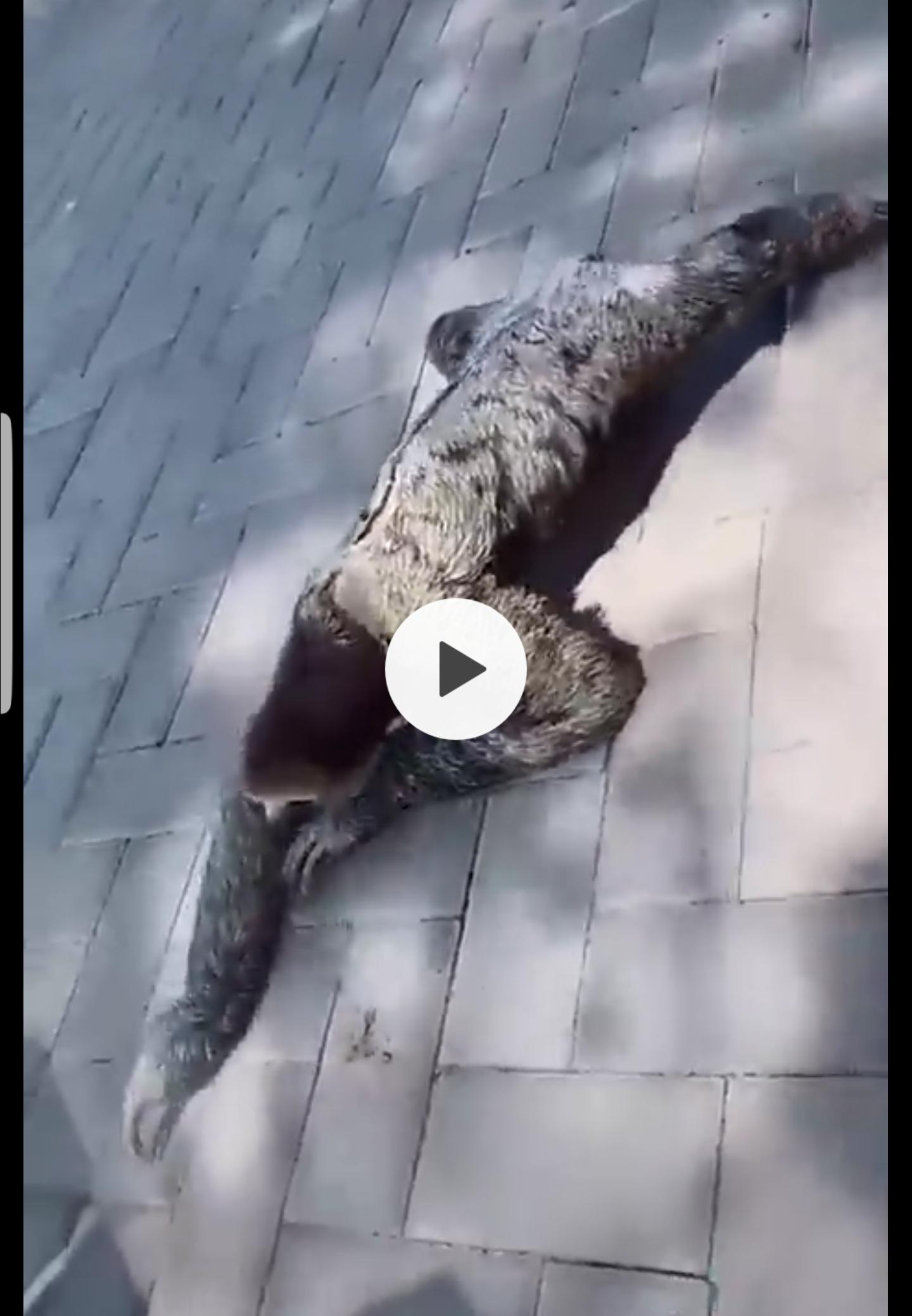 如何评价qq空间这只刷爆的恐怖树懒