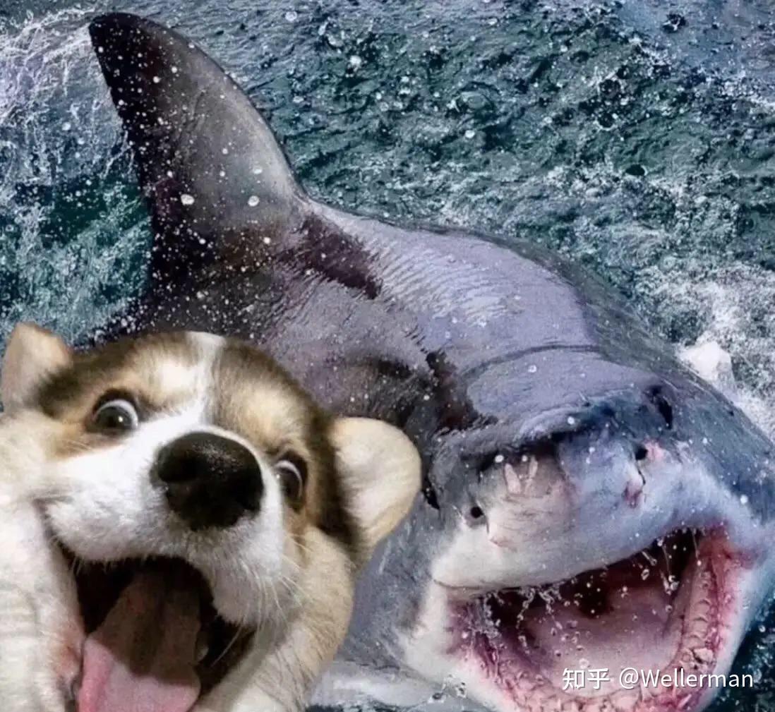 鲨鱼跟狗微笑的照片图片