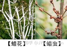 秋季观叶树种--梣树(白蜡树 F. excelsior) - 知乎