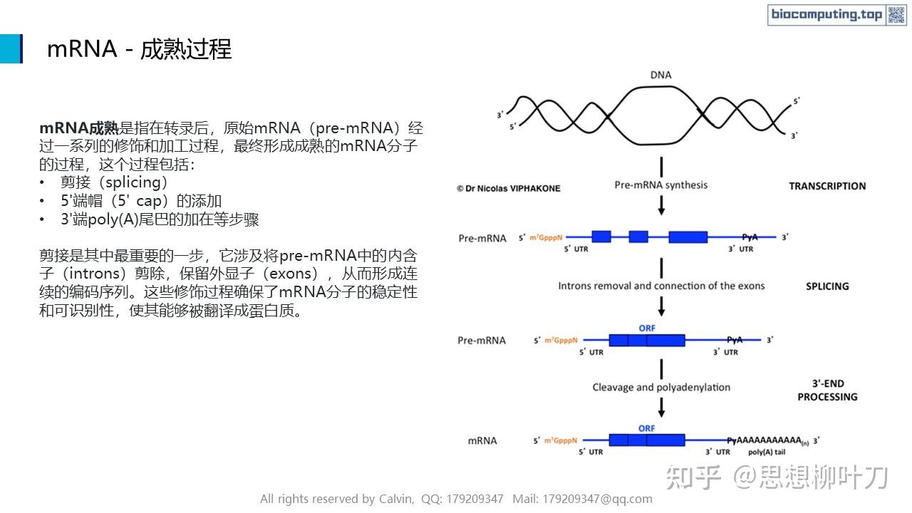 AI+生物计算基础 - 4. RNA的结构与功能 - 知乎
