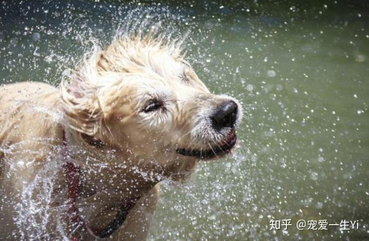 淋湿的狗表情包图片