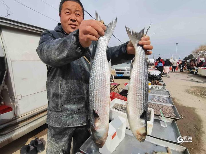 鲜得没法说崂山湾鳌山湾等海域梭鱼上市本地小海鲜也不少