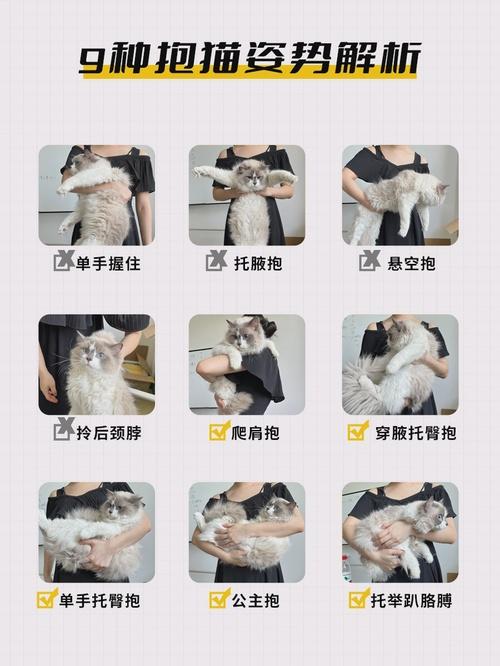抱猫的正确姿势:如何保护你和猫咪的舒适与安全 - 知乎