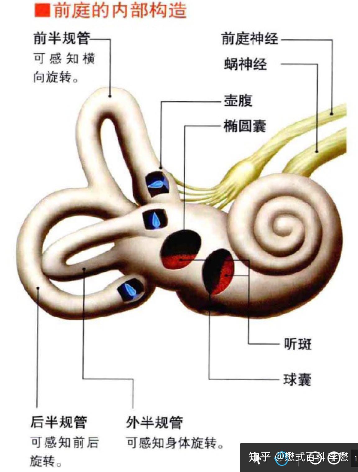 前庭大概在人体的哪个位置？ - 知乎