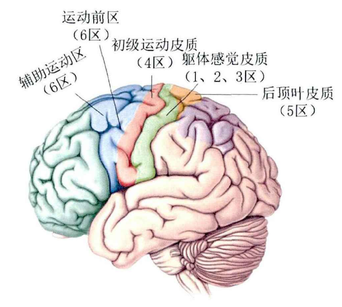 BCI范式(2):运动想象 - 知乎