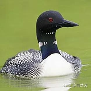 最全的鸟类集锦,值得收藏 - 知乎