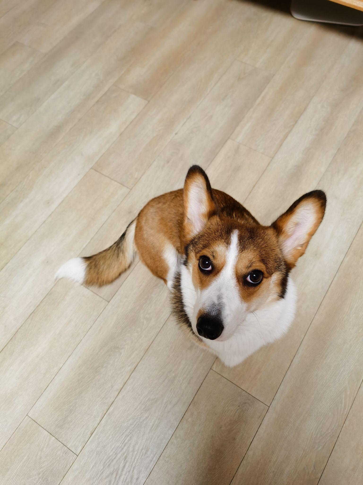 柯基不断尾会怎么样? - 知乎