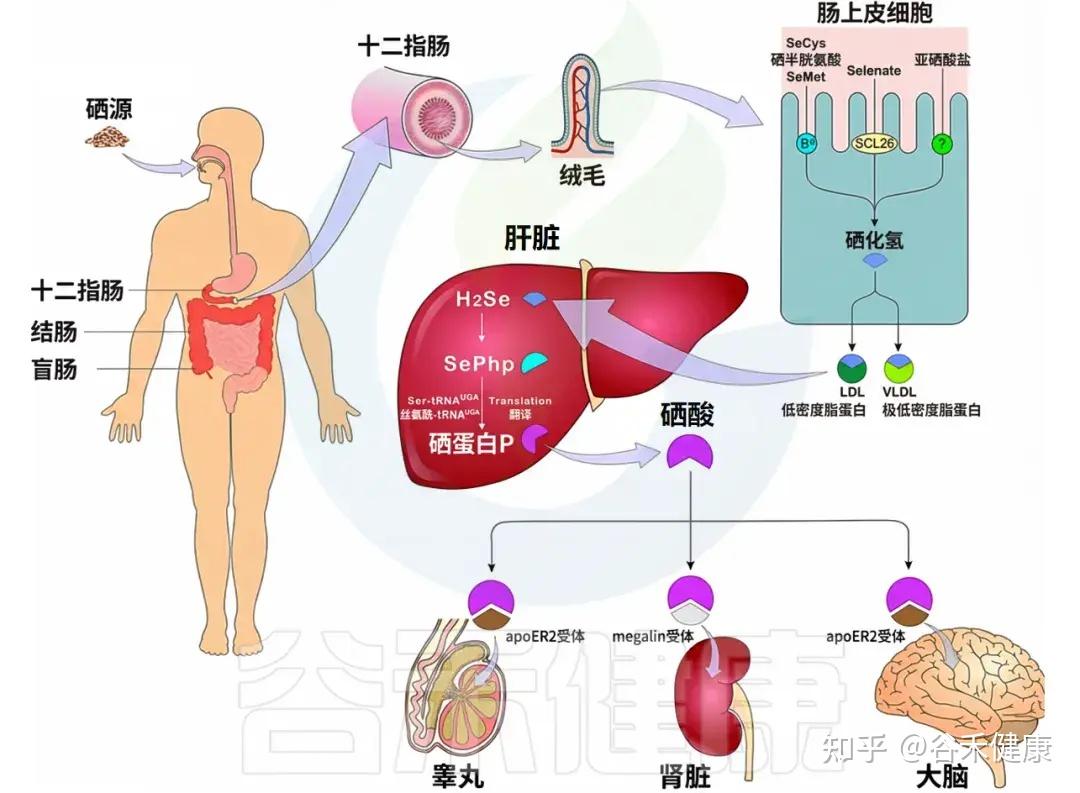 硒的生理功能、缺乏危害,与肠道微生物群的互作及补充策略 - 知乎