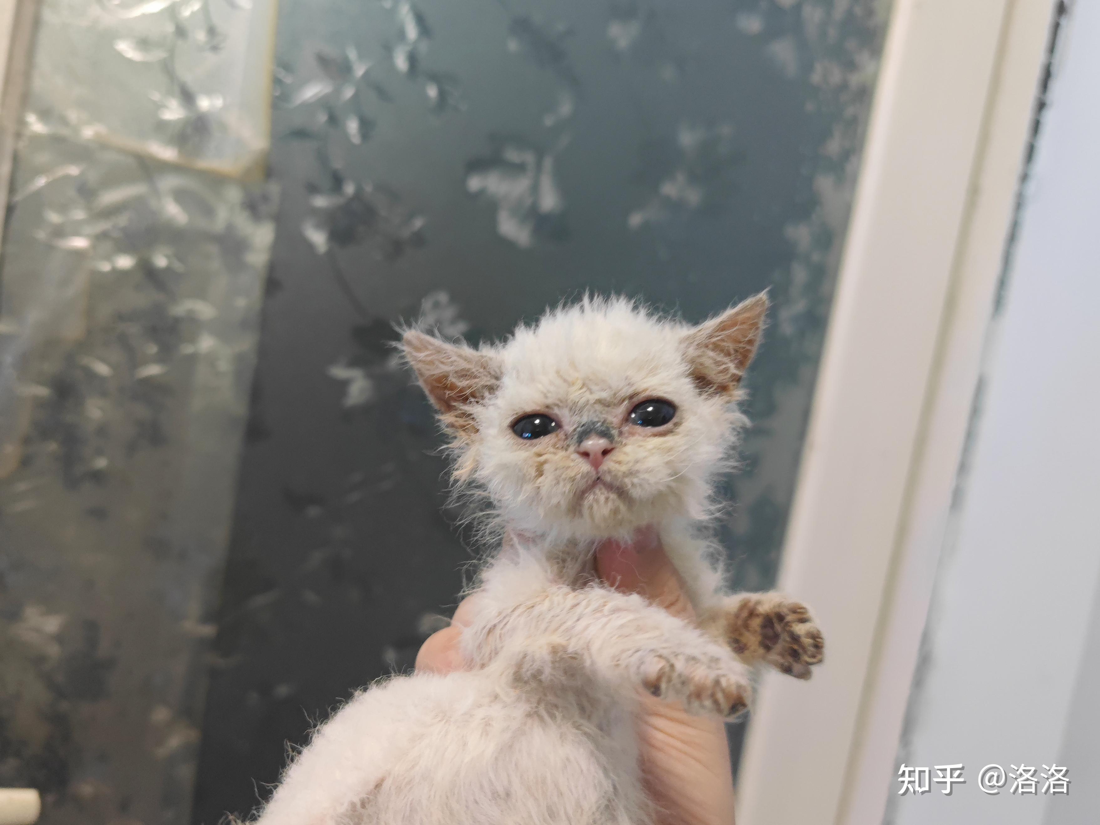跟着猫舍学养猫|幼猫吃什么猫粮比较好?