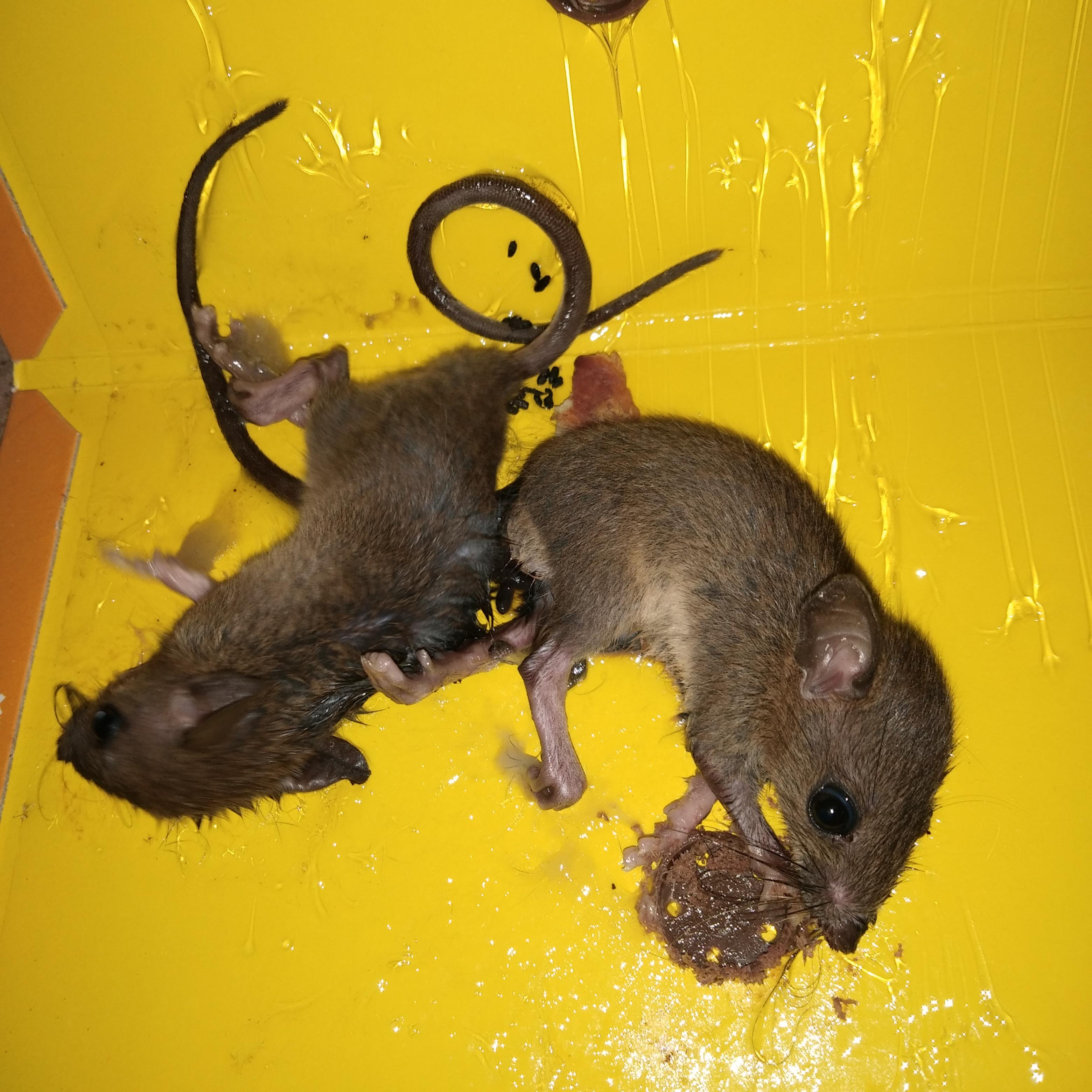 我买的粘鼠板粘不到老鼠怎么办?