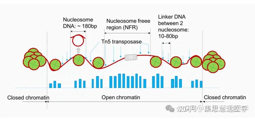 ATAC-seq多组学联用方案指南，解锁基因调控研究新维度！ - 知乎