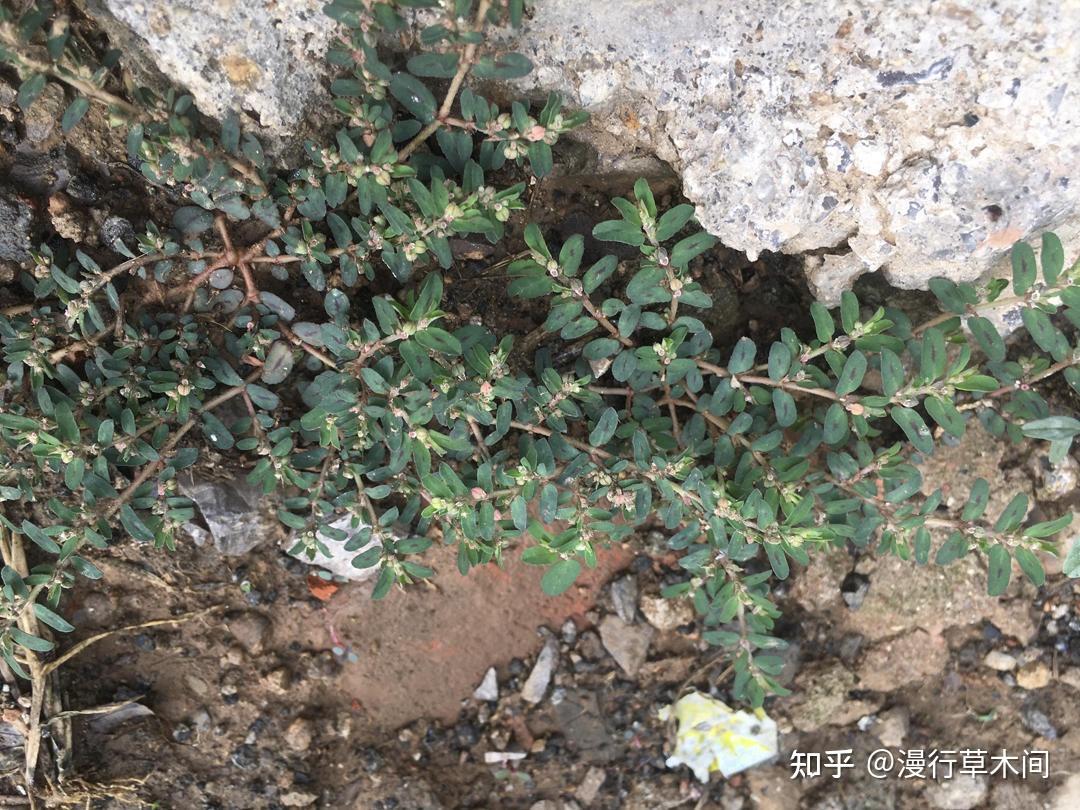 地锦和斑地锦,2种叫“血见愁”的植物,有啥区别? - 知乎