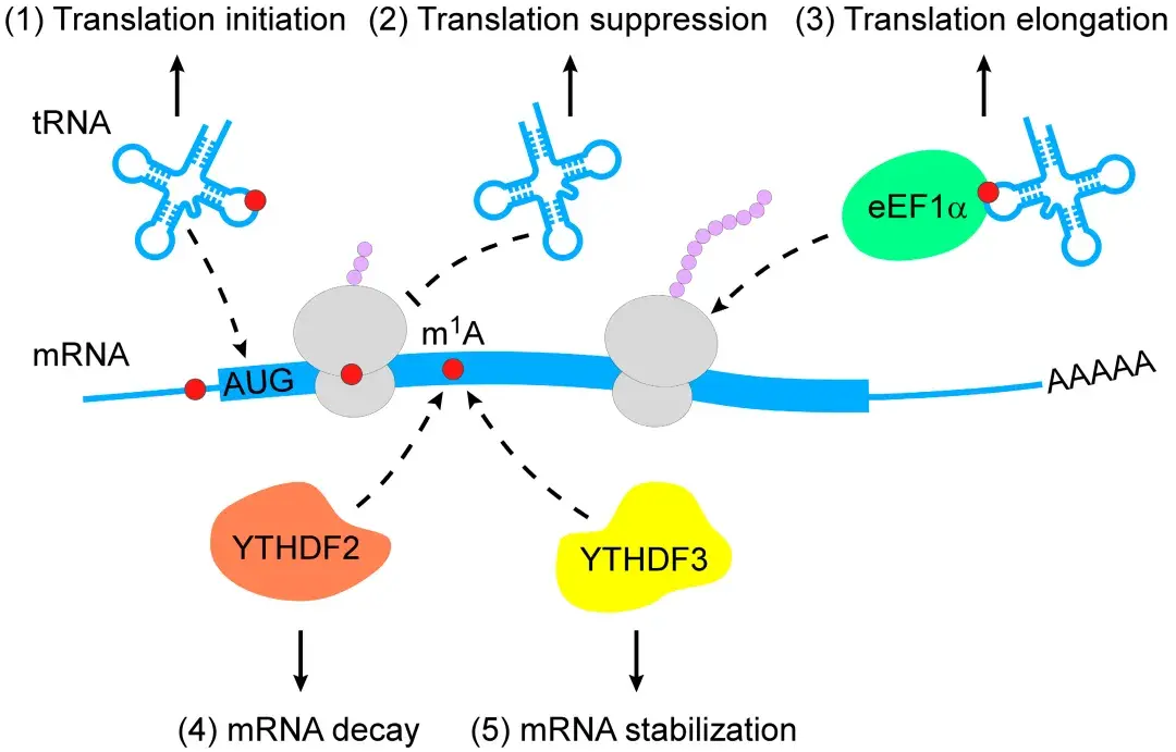 基因表达调控中的 m1A RNA 修饰 - 知乎