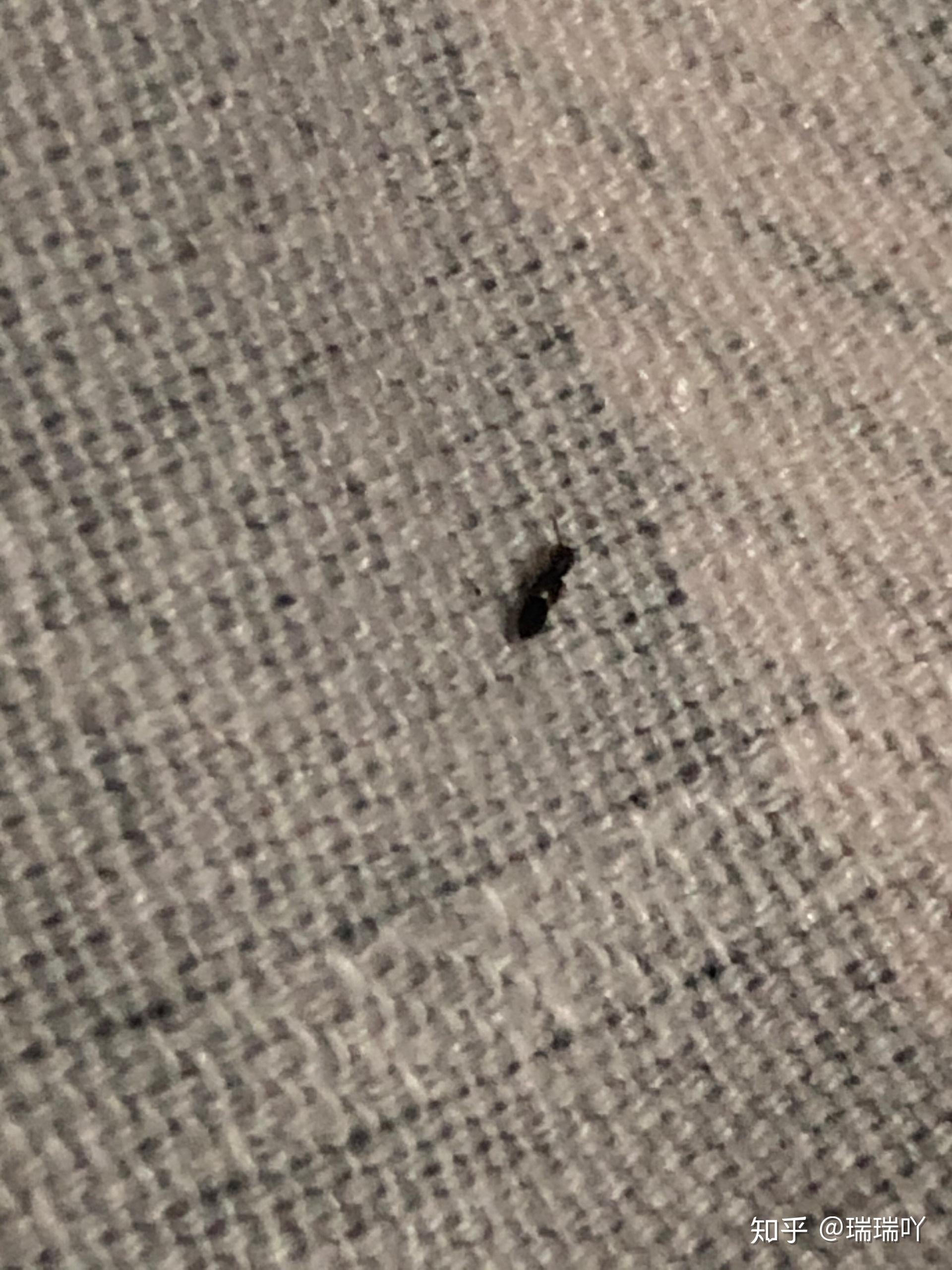 晚上睡前在床上发现十几只这种黑色虫,有点像蚂蚁,会飞,纯黑色的,很难