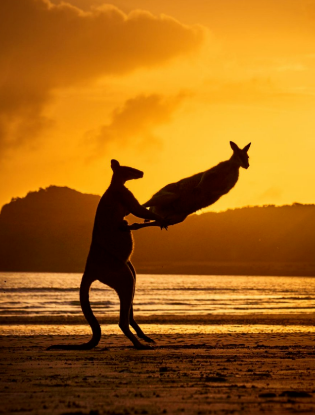 2022全球“最沙雕”照片大公开！网友笑疯了：每一张都是我没想到的... - 知乎