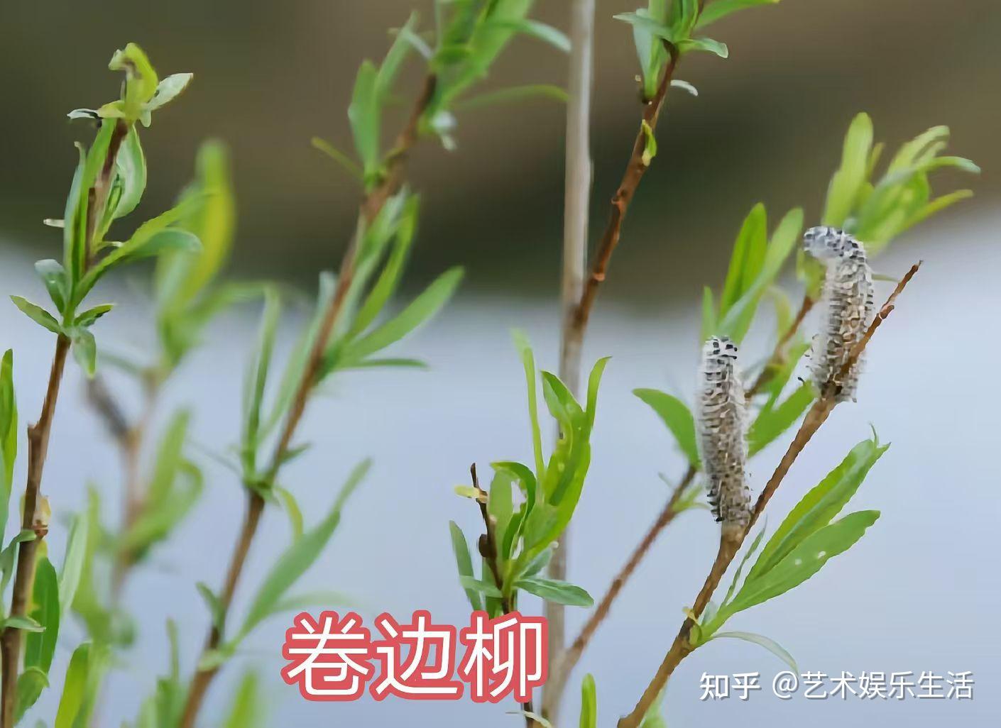 杨柳科植物有哪些 - 知乎