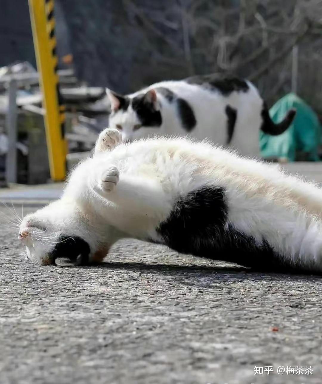 一人一猫一世界（关于治愈系文案 猫咪文案） - 知乎