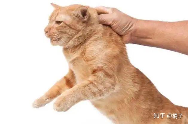 正确的抱猫姿势是怎样的?原来一直以来我都抱错了... - 知乎