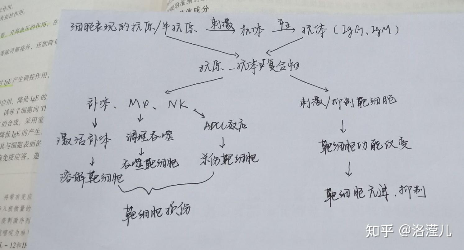 医学免疫学复习3 超敏反应 - 知乎