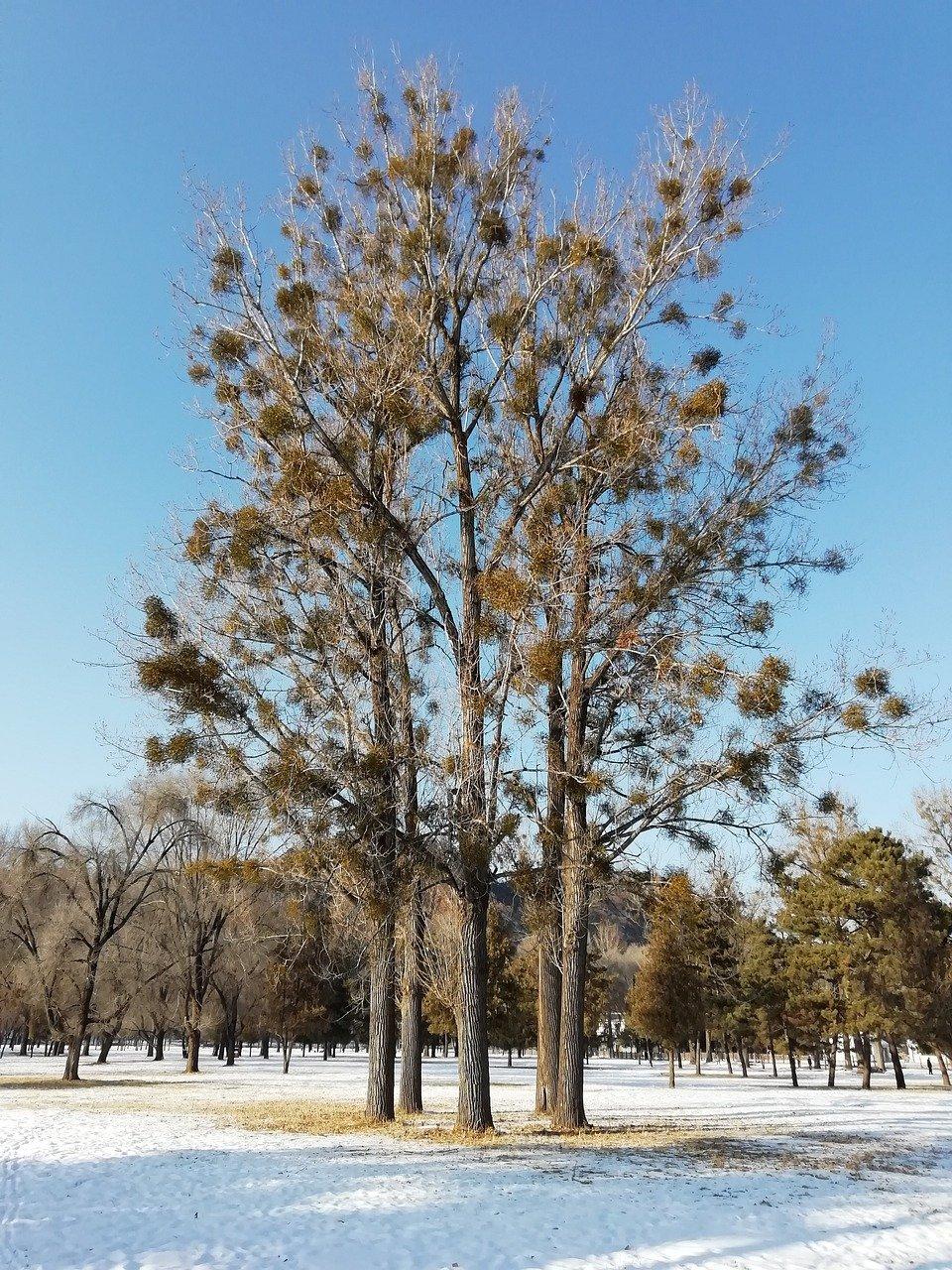 兴隆新房房价参考