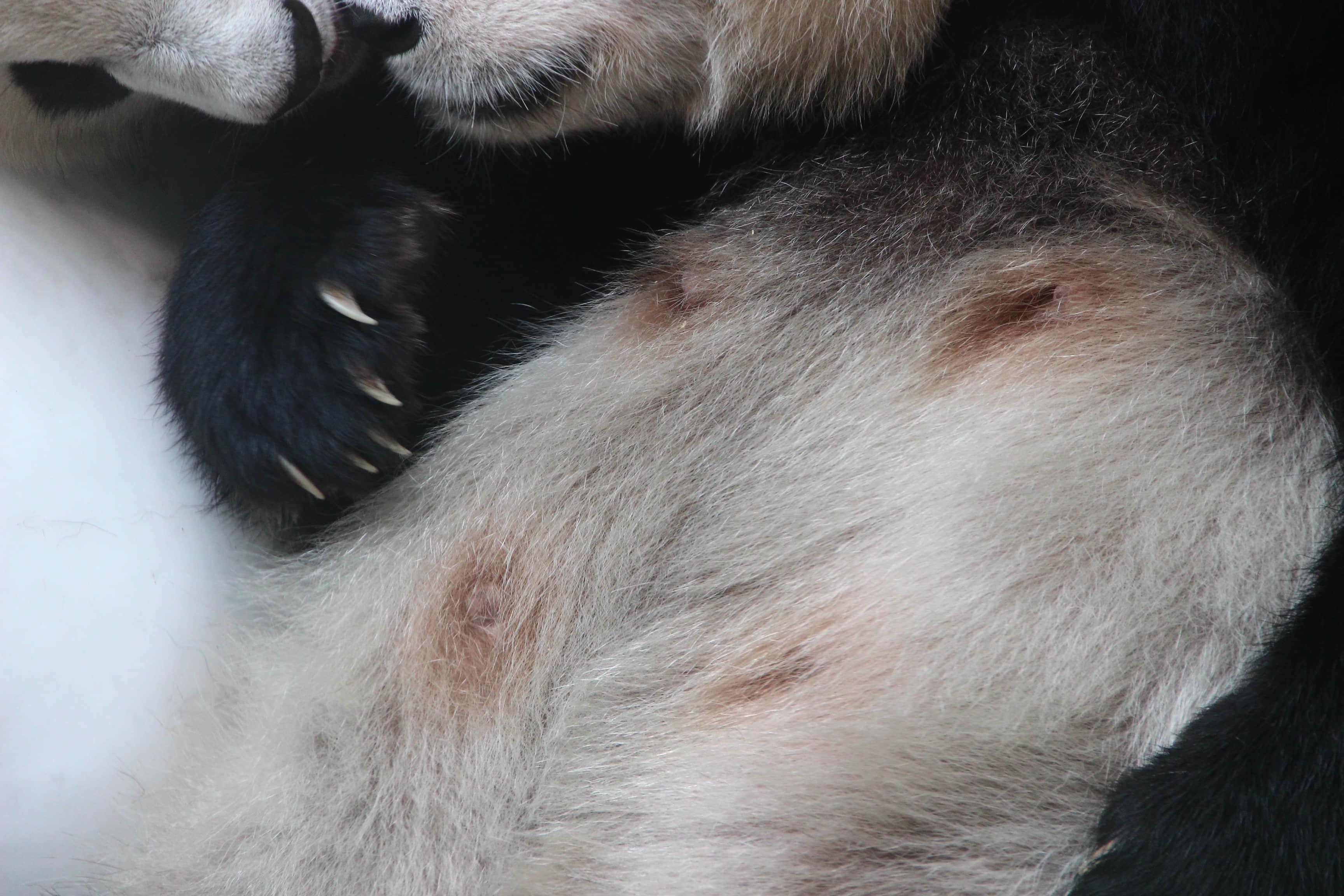 大熊猫有几个乳头?怎么分布? - 知乎