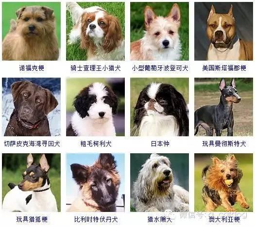 178种狗狗,你认识多少? - 知乎