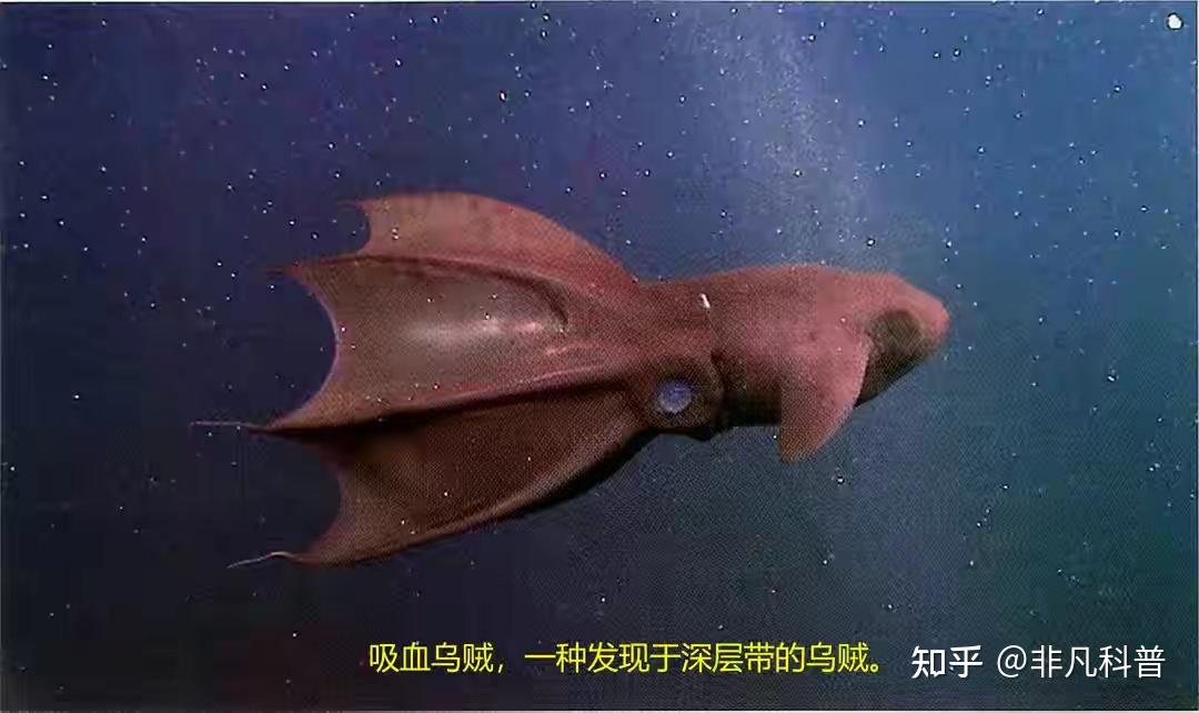 深海与浅海有何区别?