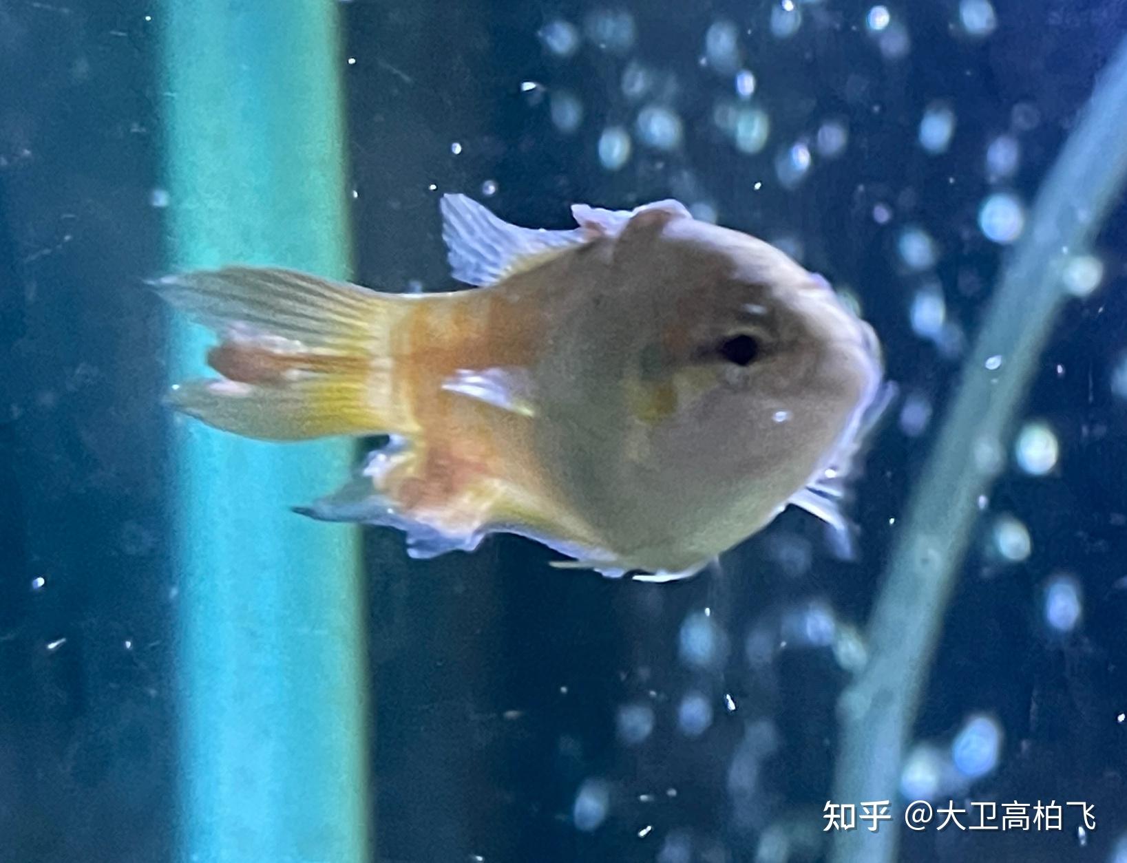 鬥魚身上長這種東西是什麼病