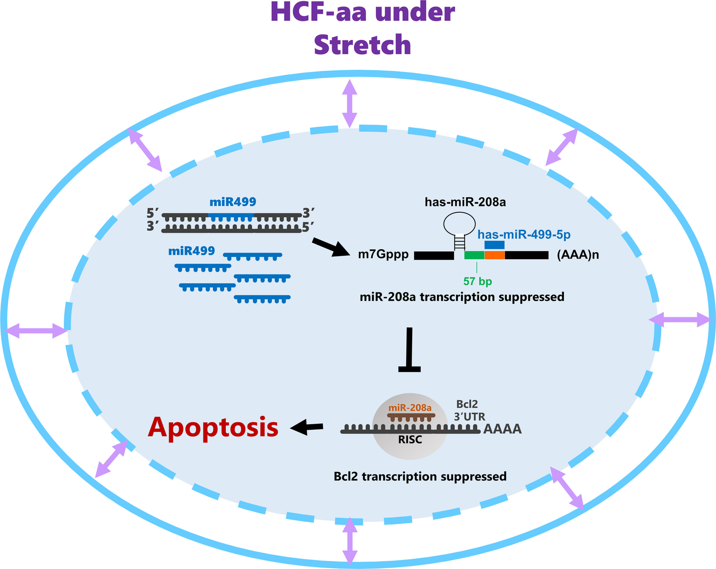 循环拉伸通过心房成纤维细胞中的 MicroRNA-208a 促进 MicroRNA-499 调节 Bcl-2 - 知乎