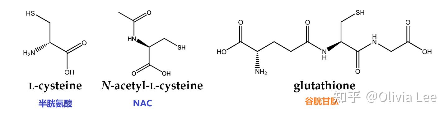 does l carnitine help with sleep does l carnitine effect sleep Targeting Skeletal Muscle Dysfunction With L- Carnitine for the Treatment of