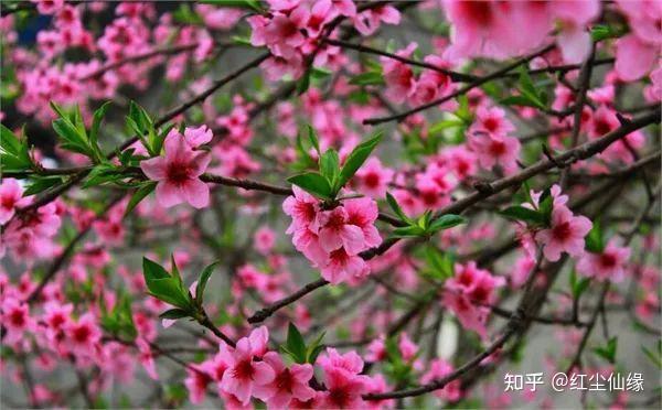 农村桃树枝煮水厉害了！人称“神仙木”，不要把它当柴火烧了 - 知乎