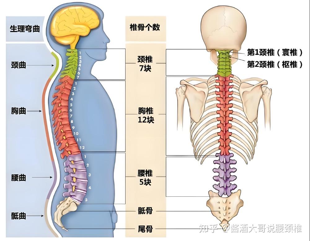 颈椎突出图片 位置图图片