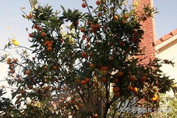 福州福桔 - 知乎