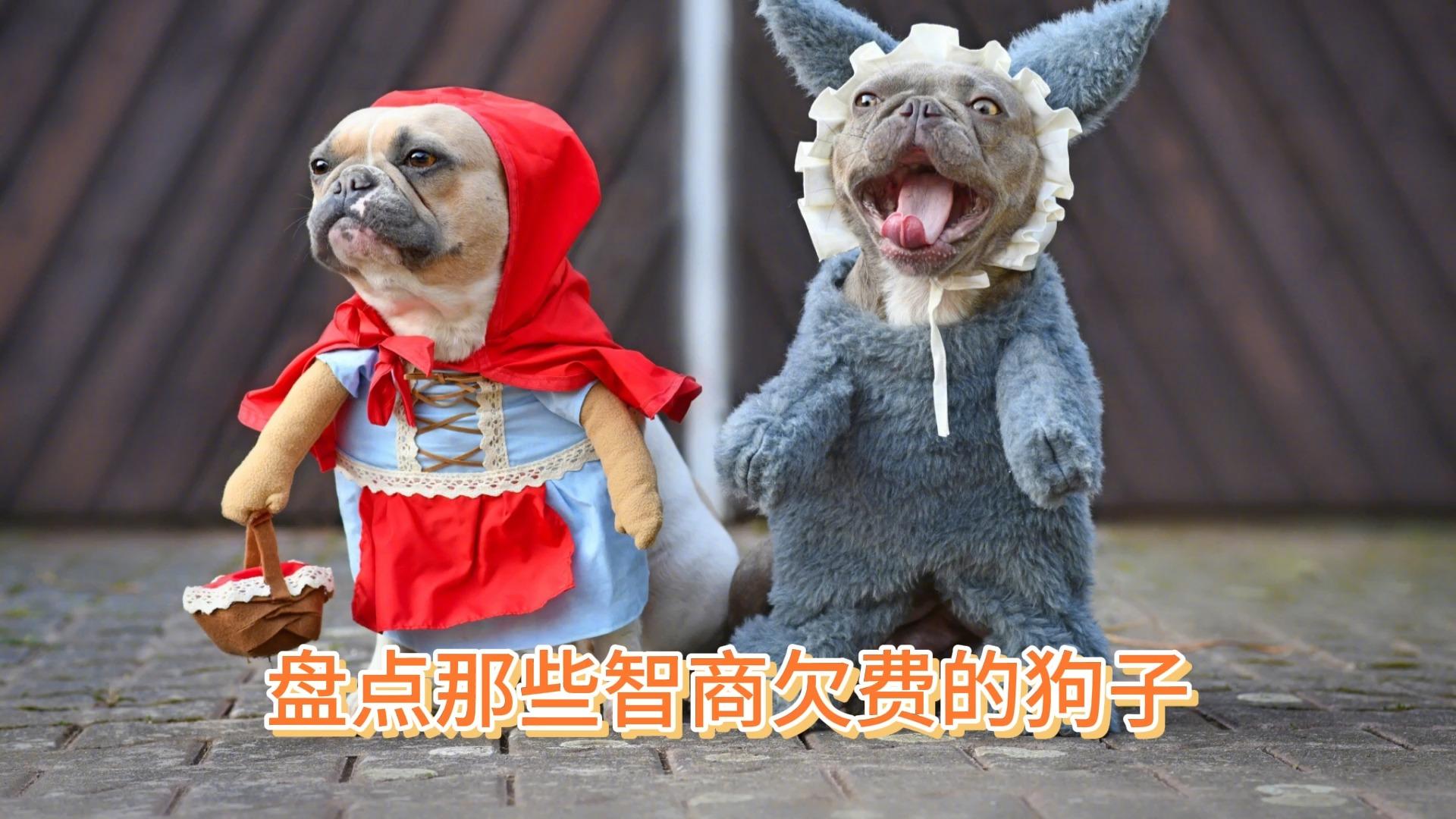 你知道哪些关于狗狗智商的故事