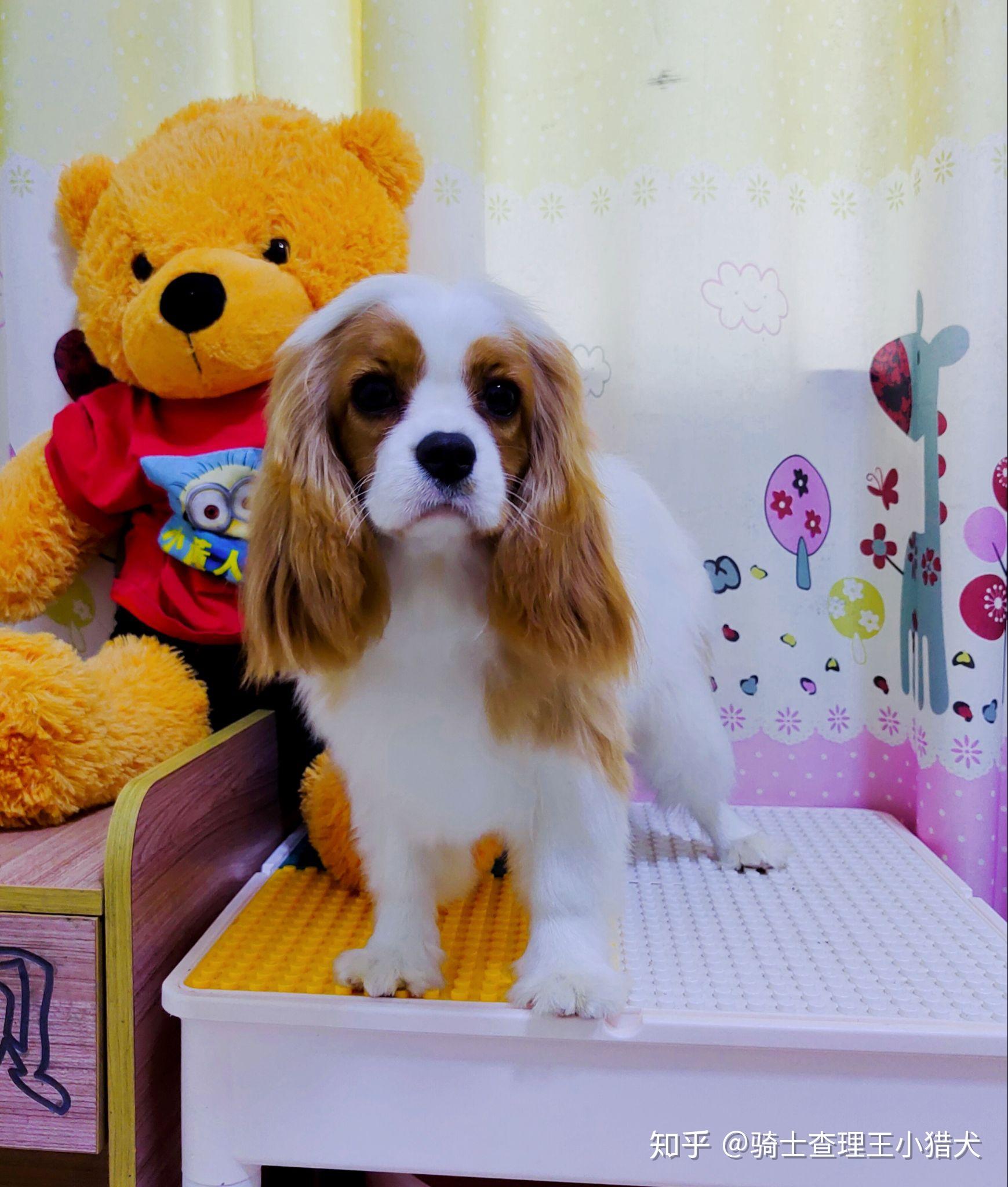 怎样买到像nessa一样好看的骑士查理王小猎犬宠物